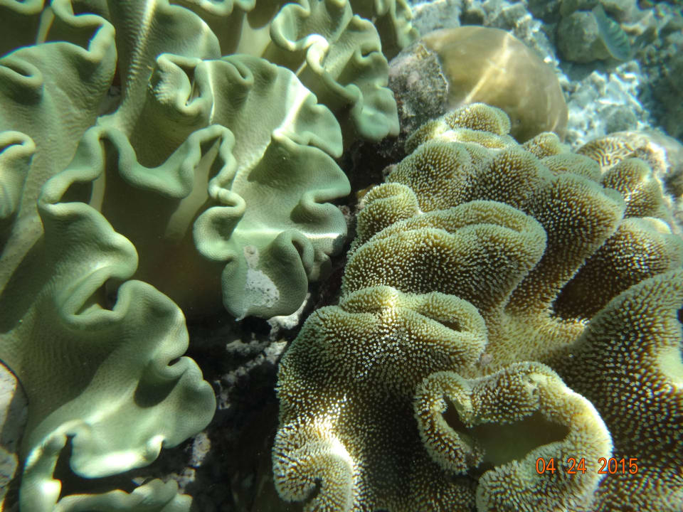 Schnorcheln Vilamendhoo Island Resort & Spa