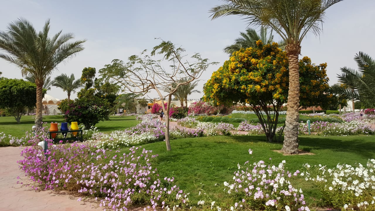 Gartenanlage Desert Rose