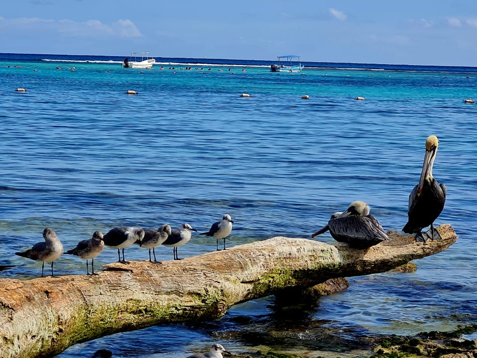Strand Akumal Bay Beach & Wellness Resort
