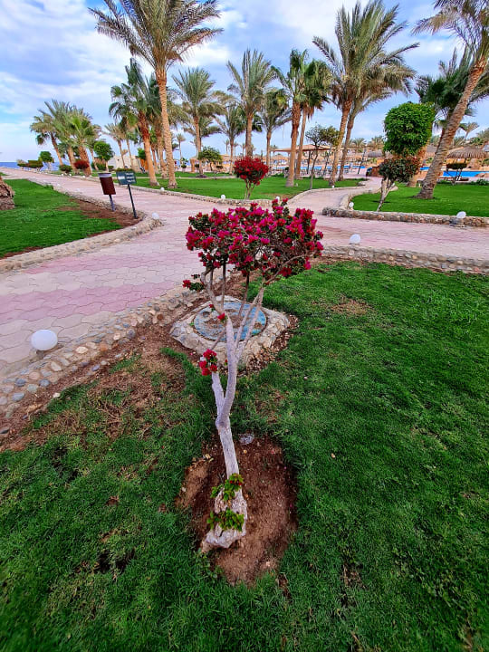 Gartenanlage Three Corners Sea Beach Resort