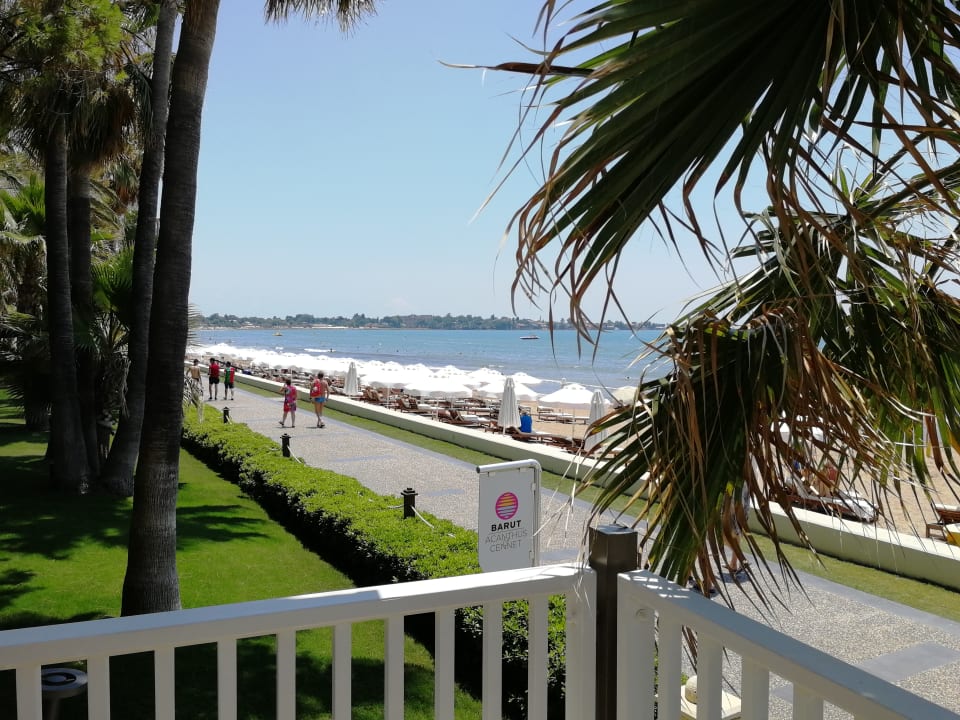 Gastro Acanthus Cennet Barut Collection