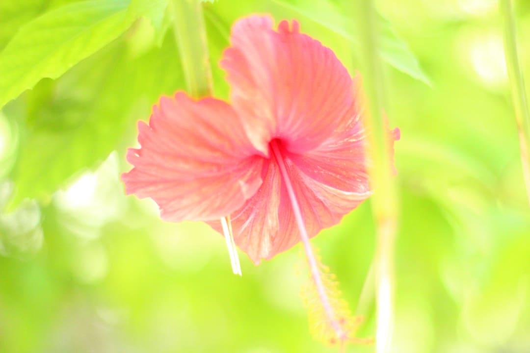 Hibiskusblüte Kuramathi Maldives