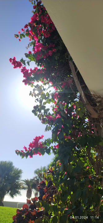 Gartenanlage allsun App.-Hotel Esquinzo Beach