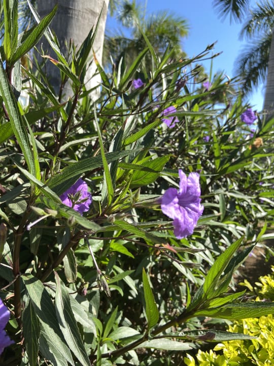 Gartenanlage Hotel Riu Palace Meloneras
