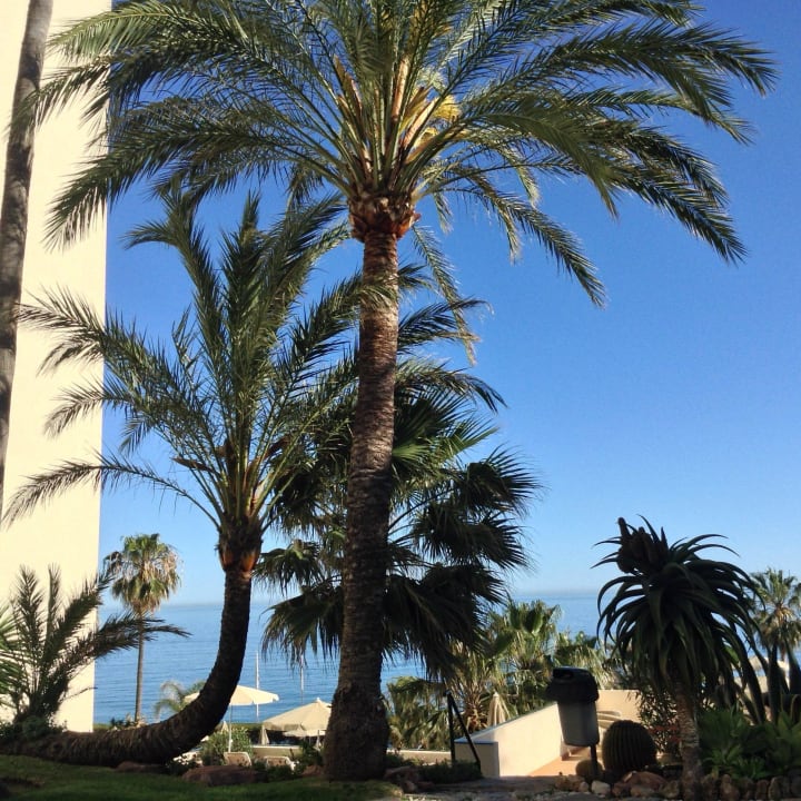 Urlaubsstimmung pur Hotel Riu Monica - Adults only