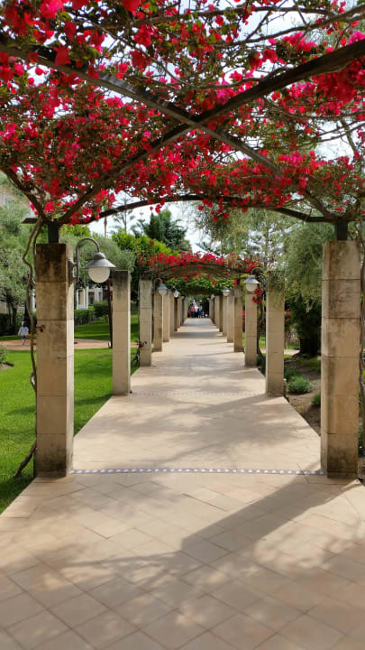 Weg zum Pool  Alcudia Garden Aparthotel