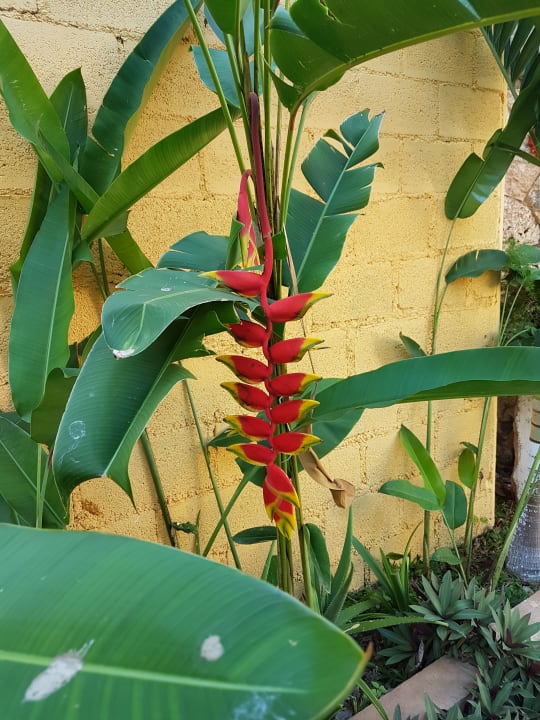 Gartenanlage Casa Palagui Colonial