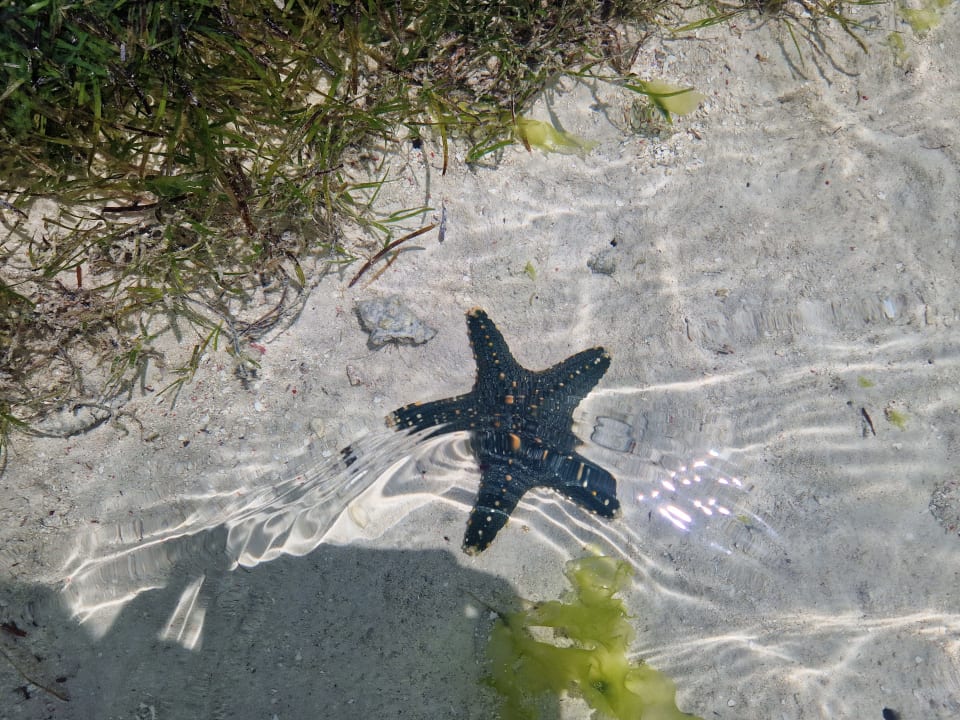 Strand Hotel Riu Palace Zanzibar