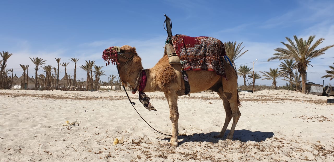 Strand Hotel El Mouradi Djerba Menzel
