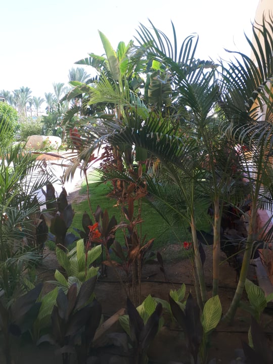 Gartenanlage Jaz Solaya