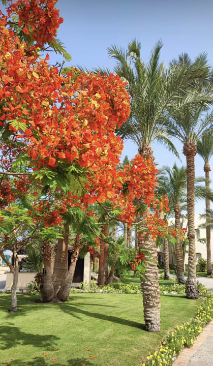 Strand Steigenberger Makadi Hotel - Adults only