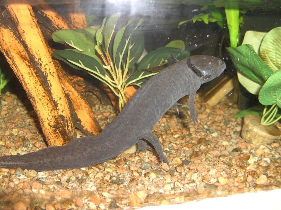 Dschungelland Ferienwohnungen Ferienpark Weissenhäuser Strand