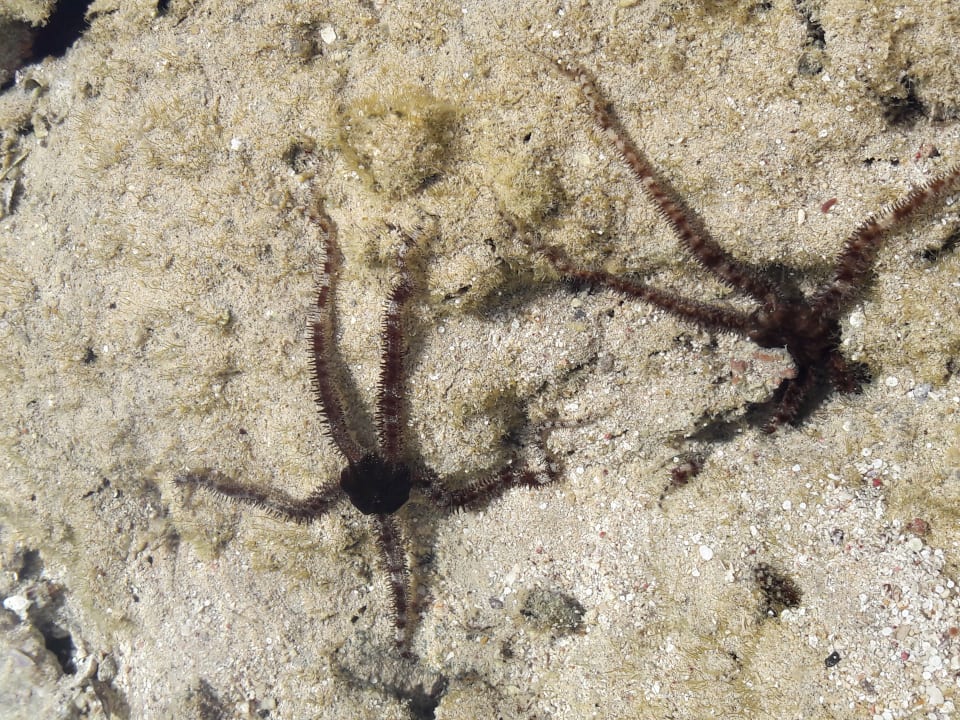 Strand Jaz Grand Marsa