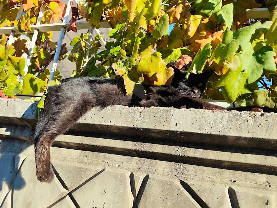 Strand Dizalya Palm Garden