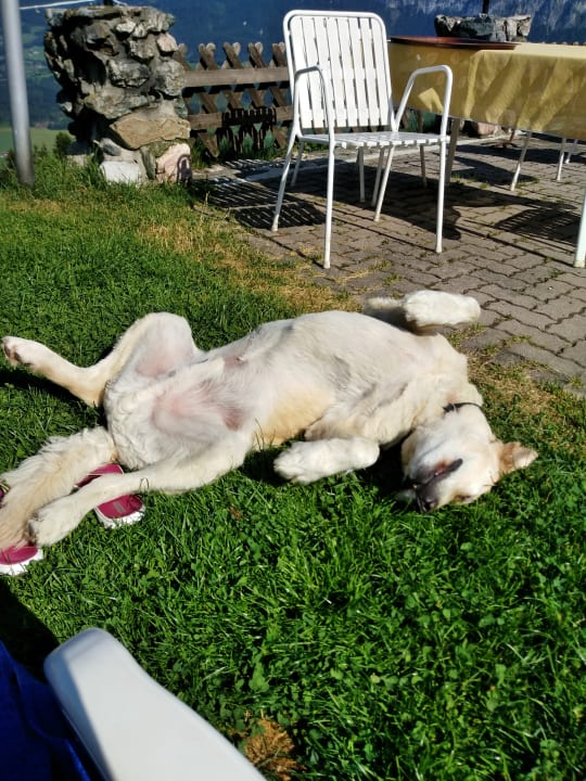 Gartenanlage Hotel Müllneralm - das Hundeparadies