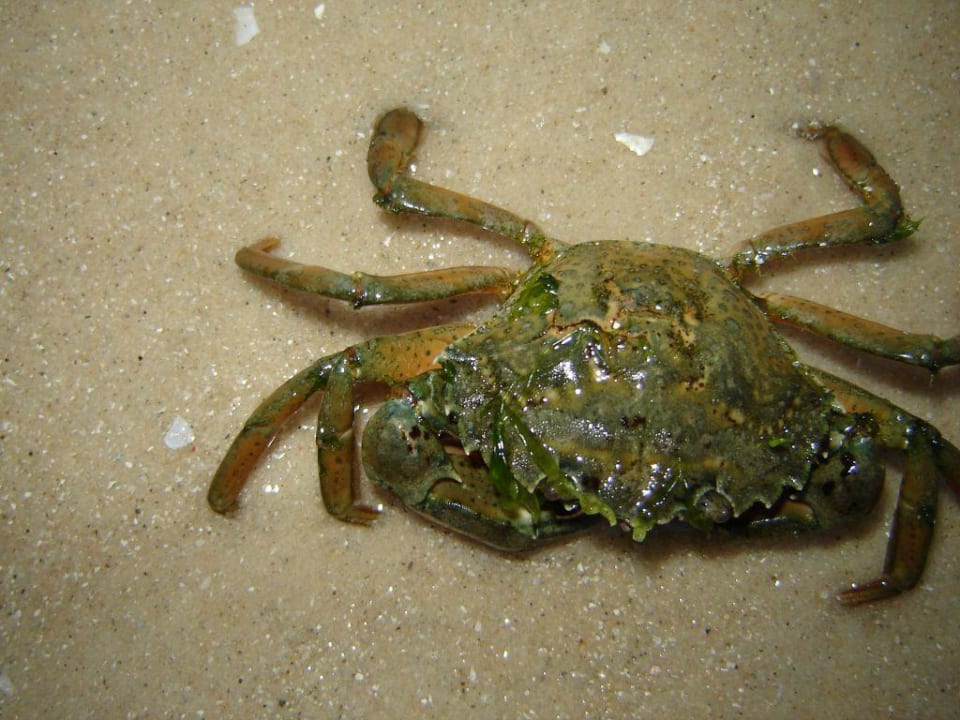 crab Calimera One Resort Jockey