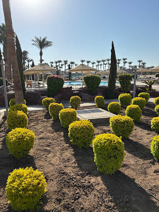Pool Beach Albatros Resort