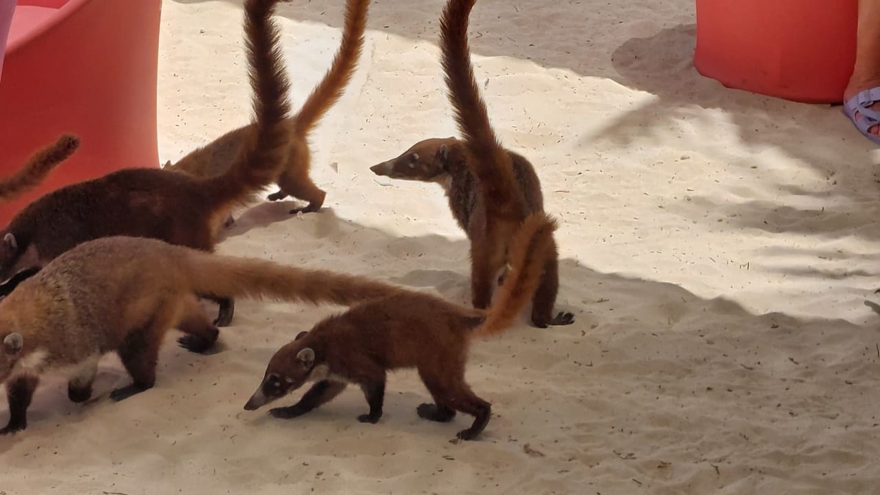 Sonstiges Catalonia Playa Maroma