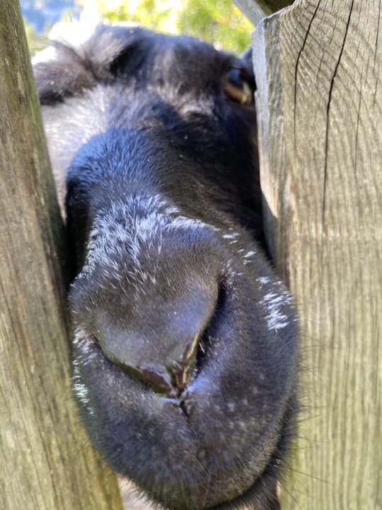 Gartenanlage Bauernhof Bognerlehen