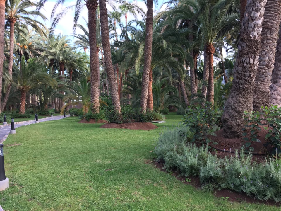 Gartenanlage Hotel Riu Palace Oasis