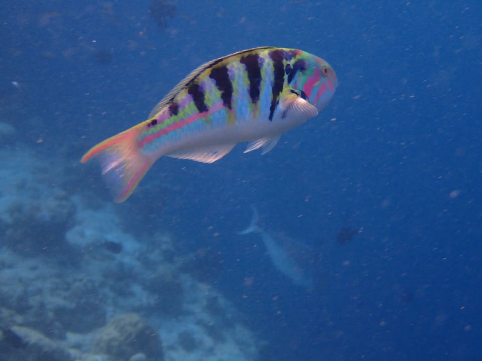 Unter der Oberfläche Ellaidhoo Maldives by Cinnamon