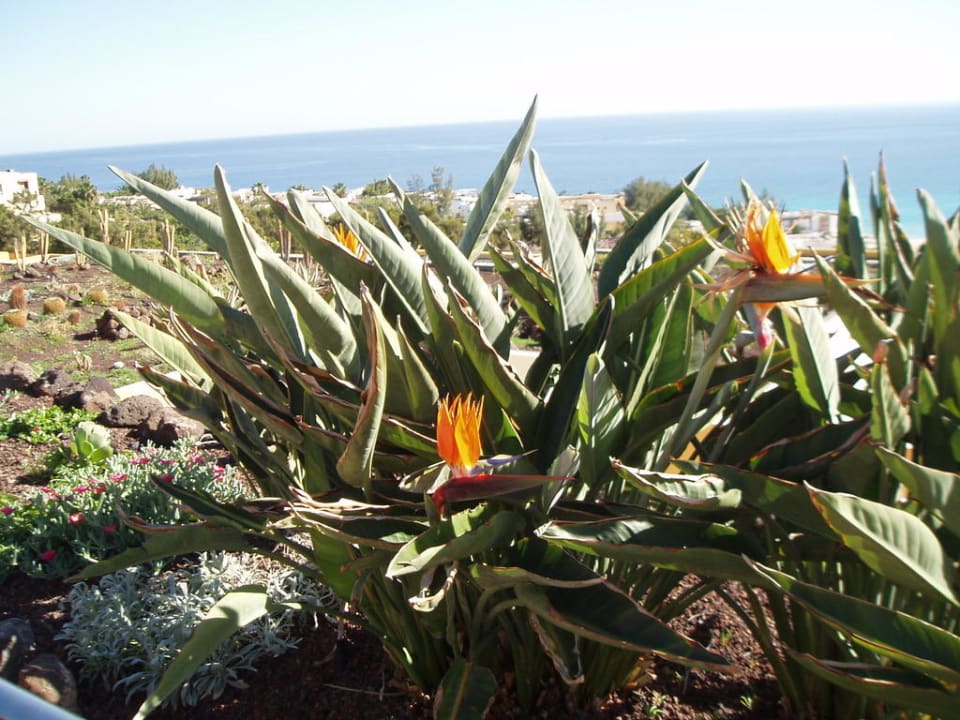 Strelizien AluaVillage Fuerteventura