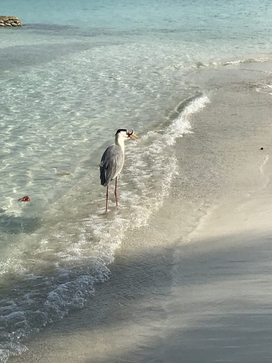 Strand Kuramathi Maldives