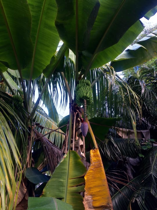 Banane Coquillage Apartments