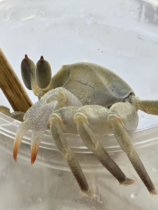 Strand Lotus Bay Beach Resort