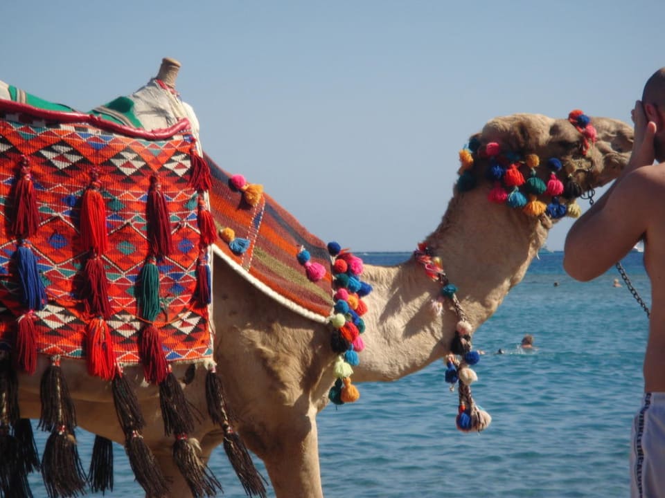 Kamel am Strand Hotel JAZ Makadi Star & Spa