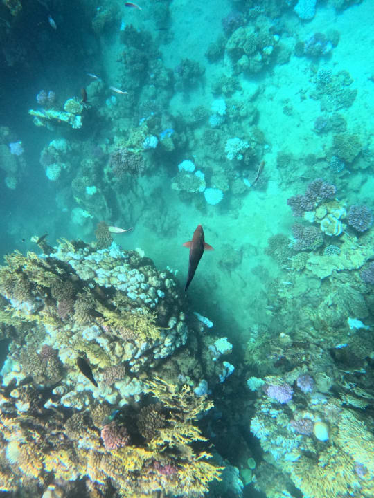 Strand Steigenberger Coraya Beach - Adults only