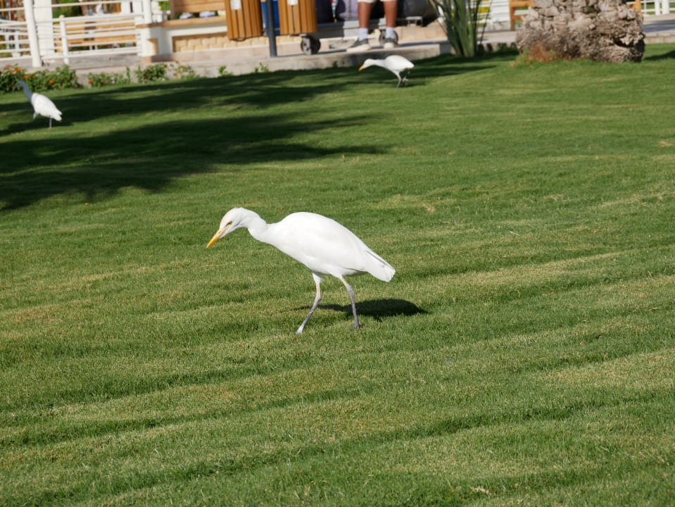 Gartenanlage Pickalbatros Dana Beach Resort - Hurghada