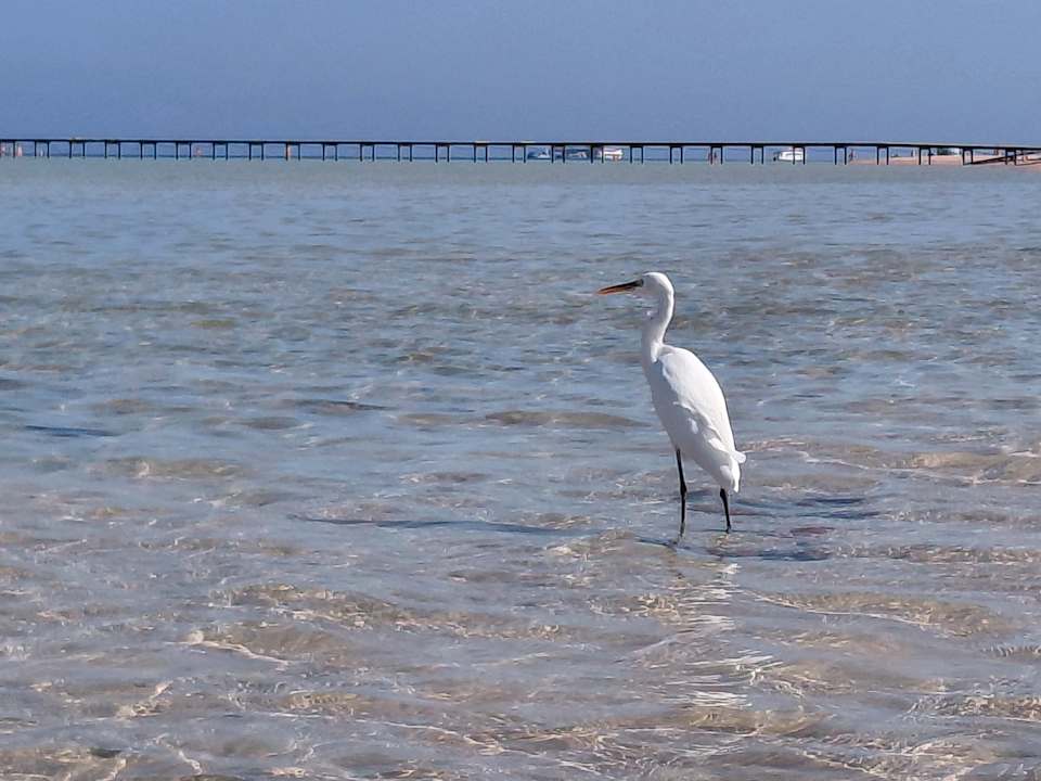 Strand JAZ Elite Asteria