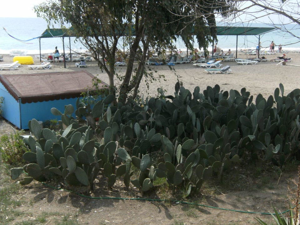 Am Strand Hotel Club Life Kizilot