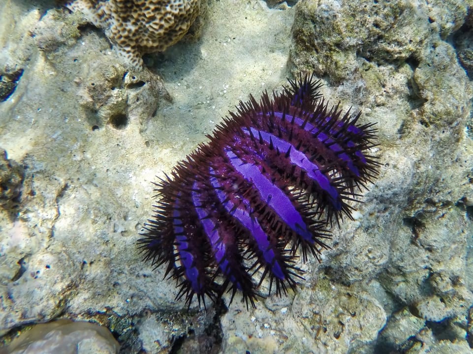 Blaue Dornenkrone NH Collection Maldives Havodda Resort