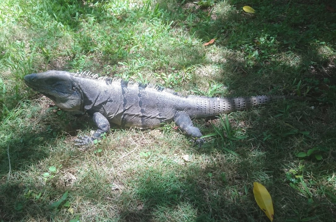 Iguana Hotel Riu Tequila