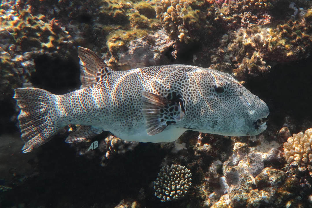 Strand Makadi Spa - Adults only