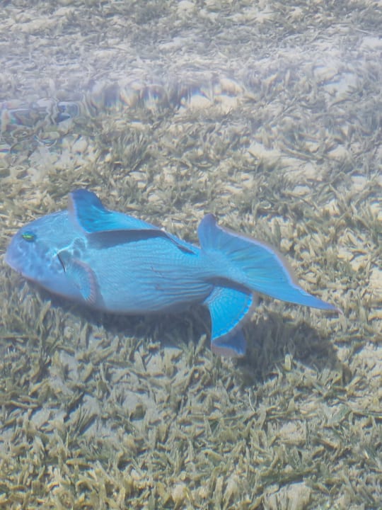 Strand Calimera Blend Paradise