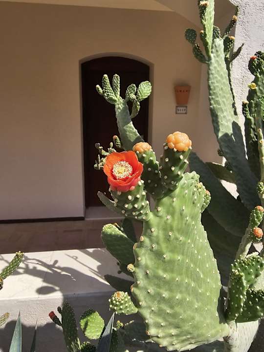 Gartenanlage Jaz Makadi Oasis Resort