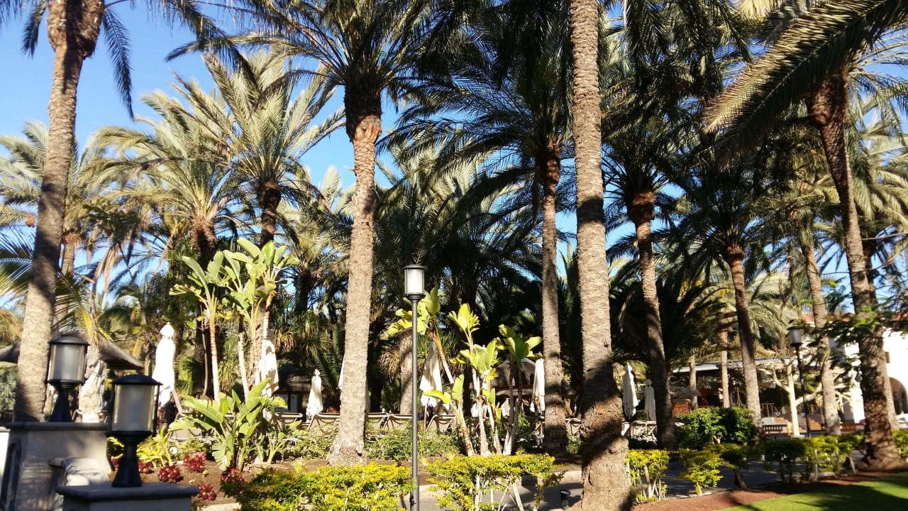 Der Palmen-"Wald" Lopesan Costa Meloneras, Resort & Spa