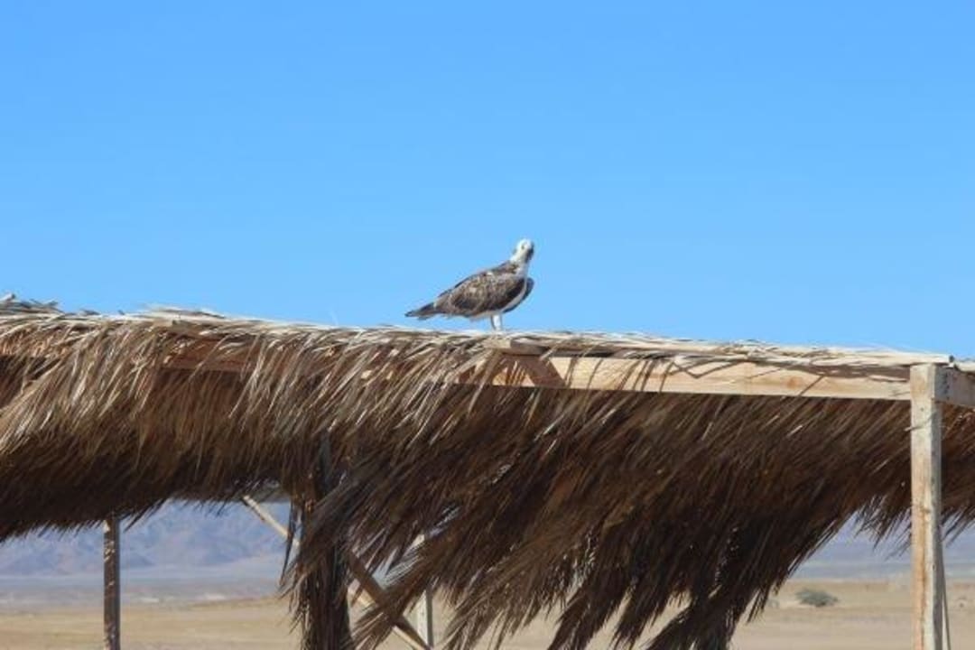 Adler Rehana Royal Beach Resort Aqua Park & Spa