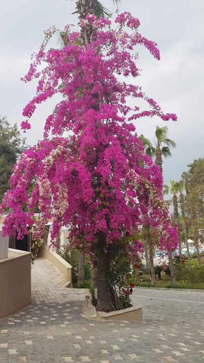 Gartenanlage Club Sidelya Hotel