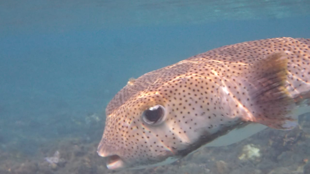 Strand Shams Alam Beach Resort