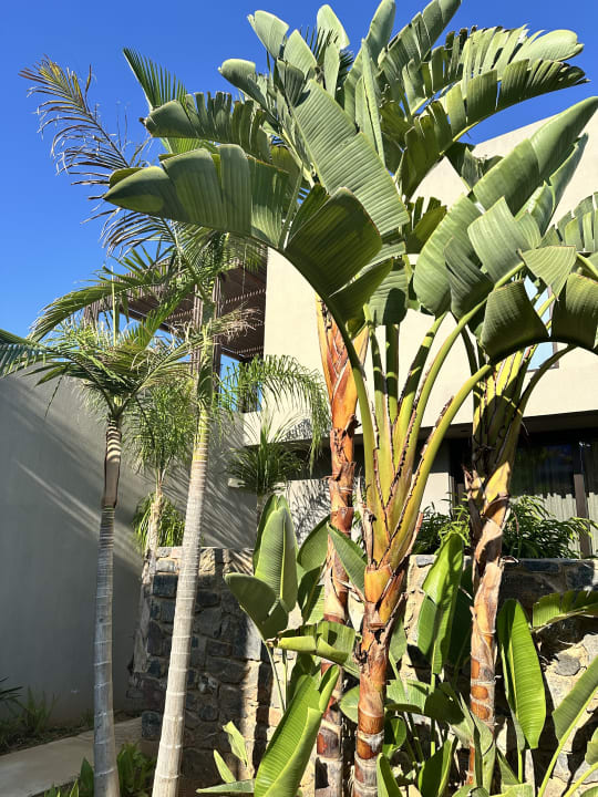 Gartenanlage Domes Zeen Chania, a Luxury Collection Resort, Crete