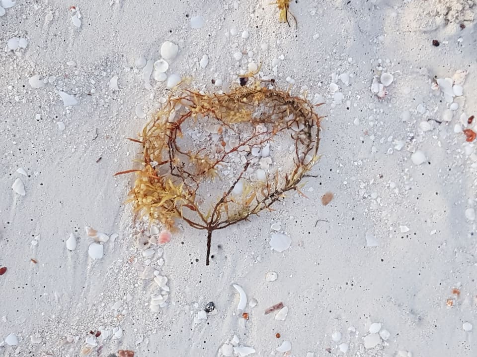 Strand Melia Las Dunas