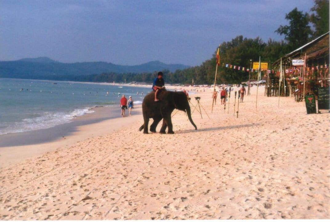 Junger Elefant am abendlichen Bangtao Beach Hotel Bangtao Village Resort