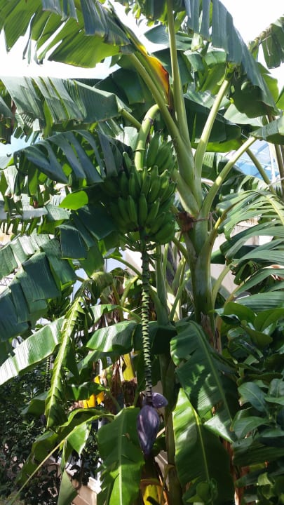 Bananenbaum Solivia Hotel