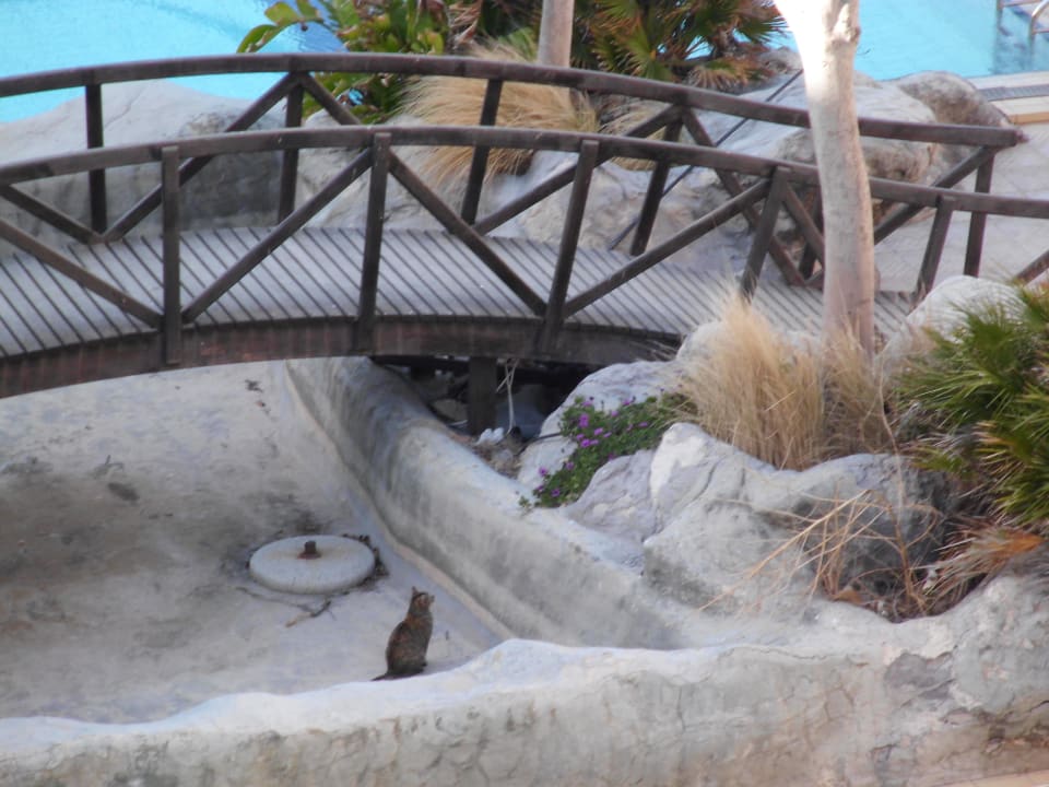 Die Mietze hat auch auf besseres gehofft Riviera Spa Resort - Adults Only