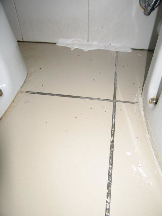 Ameisen im Bad The 15 th Boutique Hotel