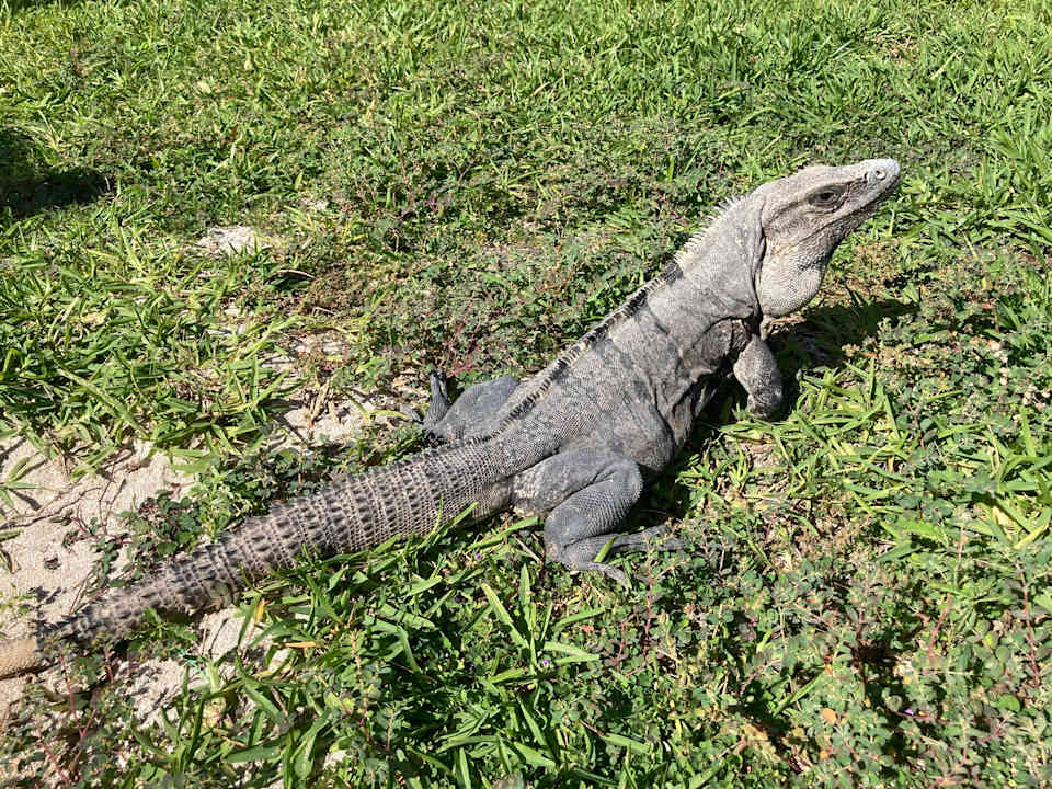 Gartenanlage Akumal Bay Beach & Wellness Resort
